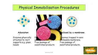 L.C. Biology Immobilised Enzymes