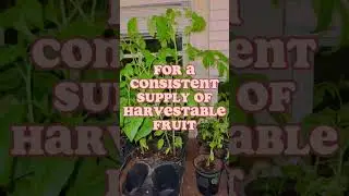 Succession Planting For An Extended Harvest! 