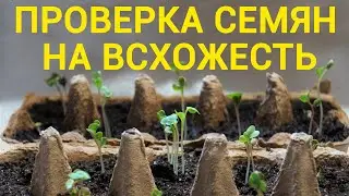 Очень важно: проверяем качество семян и готовим их к посадке