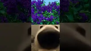 Пов: я и бузок