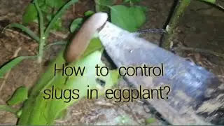 hila2x /slugs  sa talong madali lang sugpoin  #slugseggplantremove Recycled Channel