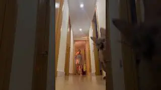 A mi gatita le encanta jugar el fútbol con una #pelota de papel #aluminio #sphynxcats #cats #gatito