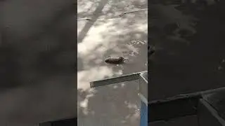 Котенок Ласточка и кот Петя 