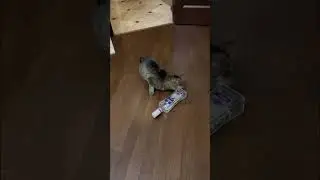 Котэ Гриба подводит итоги года