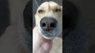 джек и артем выпуск 211 