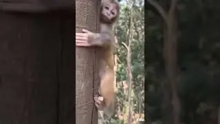 lovely baby monkey