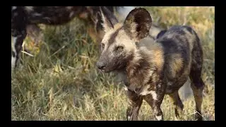 WILD DOGS down SOUTH
