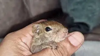 squirrel guy play with his girlfriend | the dodo#cute #dodo #squirrel