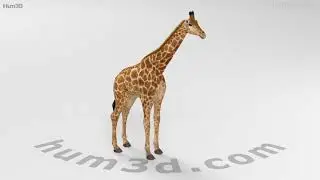 Giraffe 3D model by 3DModels.org