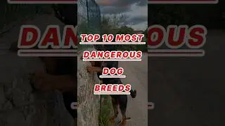 Most Dangerous Dog Breeds 😨😨 || 