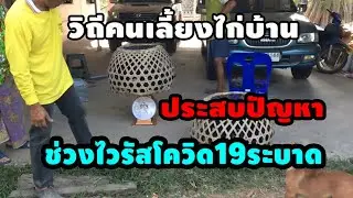 วิถีชีวิตคนเลี้ยงไก่บ้านขายช่วงไวรัสโควิดระบาด