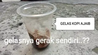 Viral ... Magic coffee glass