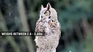 Great Horned Owl Fun Facts for Kids