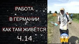 VLOG РАБОТА В ГЕРМАНИИ ( ЧЕРНИКА ) РАБОТА ЗА ГРАНИЦЕЙ ЧАСТЬ 14