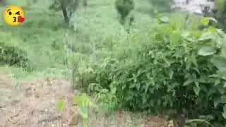 apna goan