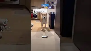 Шиба Ину Подыгрывает Хозяину,  Приколистка 😅🐶  