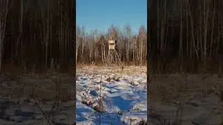 нашли вышку в лесу