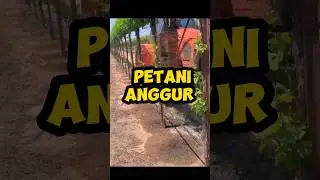cara petani anggur membersihkan parasit pada batang pohon! #tahukahkamu #shorts #viralvideo