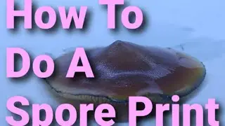 How To Do A Spore Print - Guide To The Psychedelic Realm