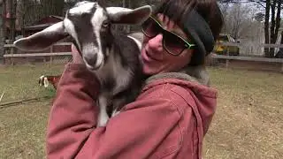 Baby Goat Loves Jumping into my Wife's Arms for Hugs!