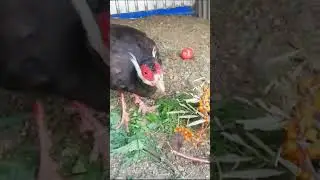 Синий Ушастый Фазан,  есть ягоды
