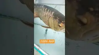 Dunia Ikan
