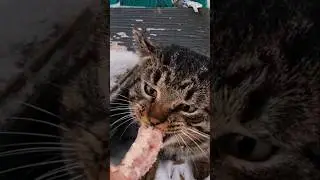 Мой дикий кот Сажик. 