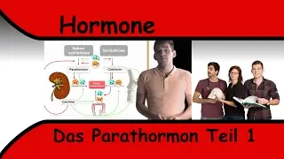 Parathormon Teil 1