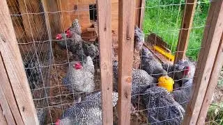 Мехельнским кукушкам 4 месяца , фильм 1-й