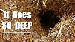 Exploring Burrows in the Meat Rabbit Colony