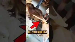 This bird tries to swallow EVERYTHING it sees 😳