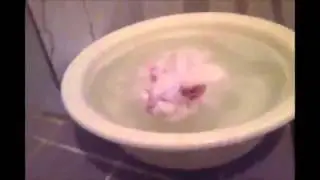 Удивительно! Кошка обожает принимать ванну!