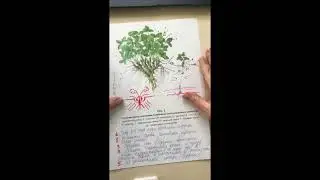Когда делать Подкормки клубники в течении сезона (серия 6)