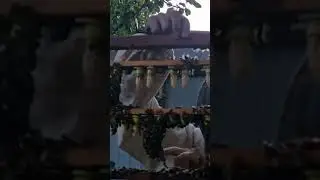 Виведення маток 
