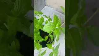#mintleaf #mintleaves #pudina #ytshorts #shortsfeed #viralvideo