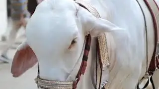 eid ul Adha2024 😍😍#eidulfitrexpecteddate2023 #eiduladha2024date #eiduladha