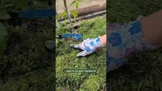 Чем является мульча для растений и почвы. 