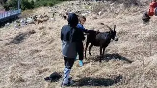 First Goat Ride