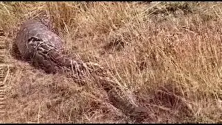 African Rock Python #Nature #Wild #TravelandDiscover