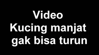 kucing LUCU