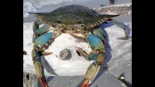 Ну что брат? Скоро варить тебя будем