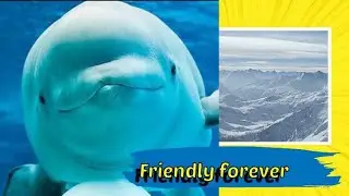 Sea animal#beautiful #sea #fishing #dolphin