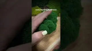 Наша линейка стабилизированных мхов ⬇️