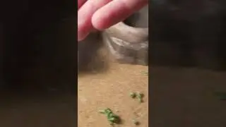 Bearded Dragon Eating Kale
