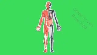 Youtube Body Parts Animation Green Screen Effects | No Copyright | Intro Template No Text