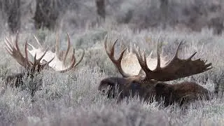 Как говорит лось? Bull Moose