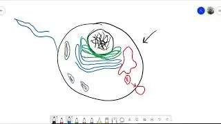 Simple Cell Organelle Explanations