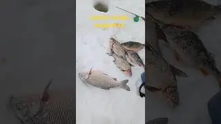 ЦАПЛЯ - ЭТО НЕ ПТИЦА!