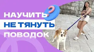 КАК НАУЧИТЬ СОБАКУ НЕ ТЯНУТЬ ПОВОДОК?