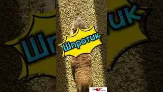 Шпротик #meerkat #сурикотики #cat #шпротик